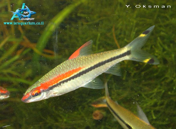 Puntius denisonii